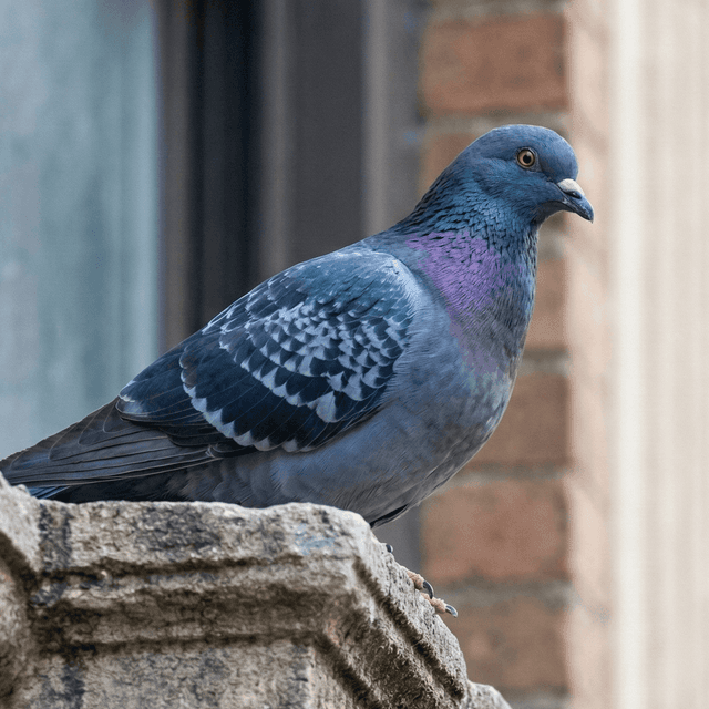 Image de Volatiles